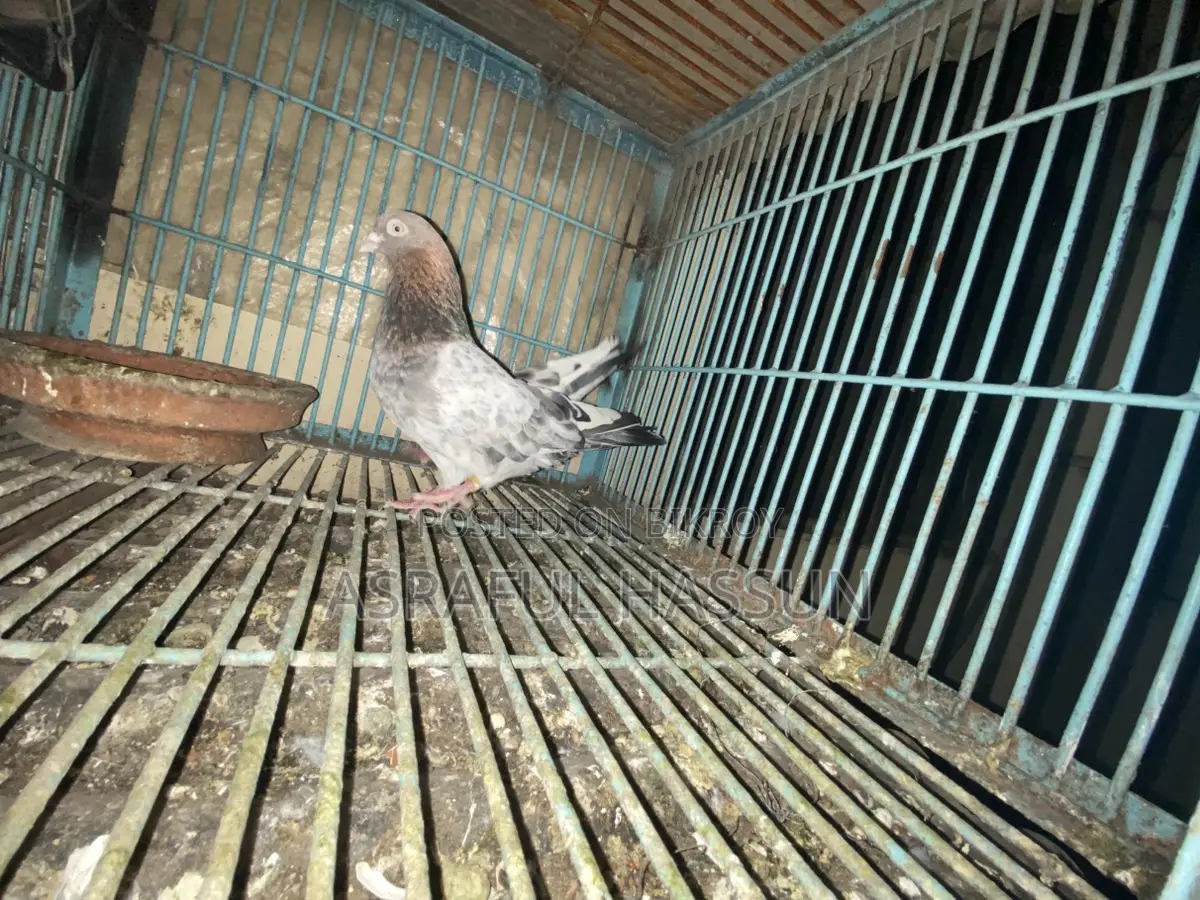 Giribaz Pigeon