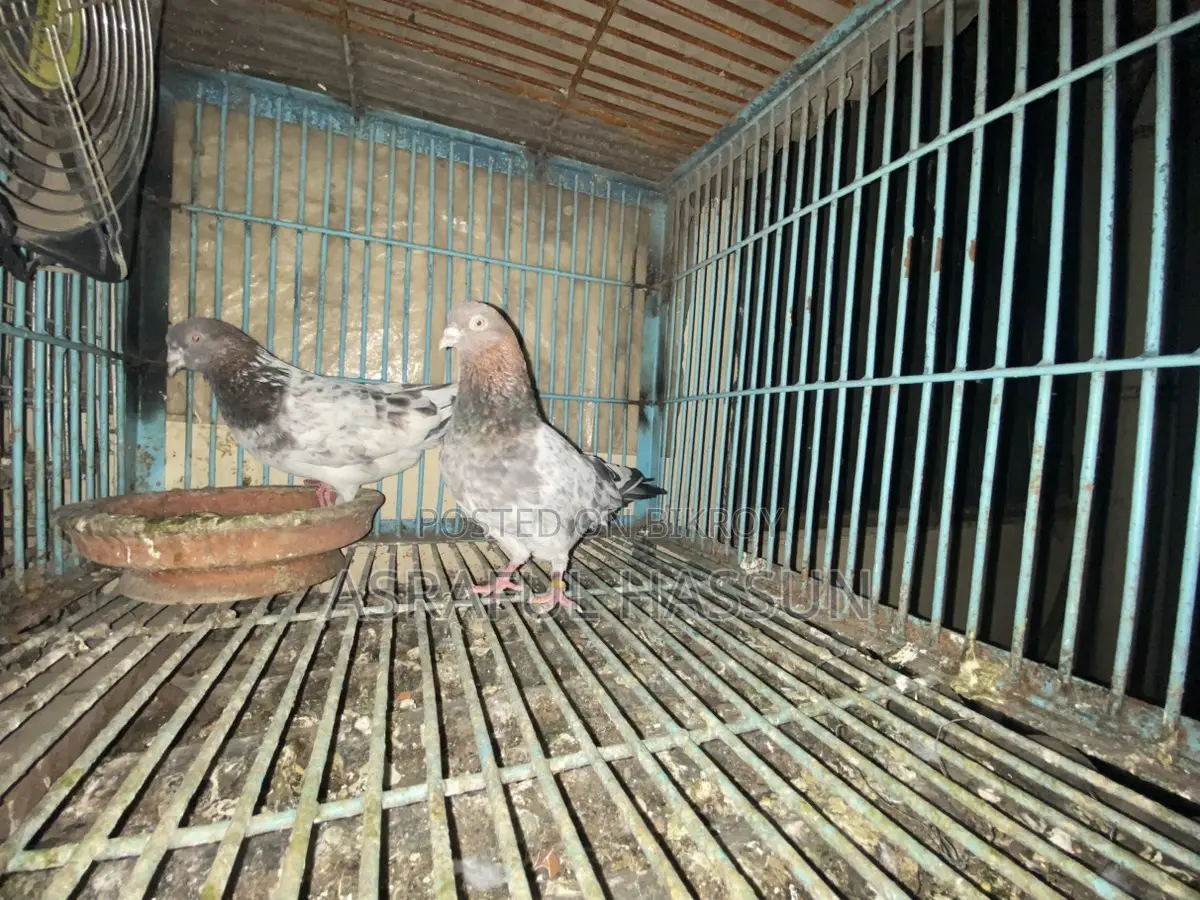 Giribaz Pigeon