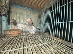 Giribaz Pigeon
