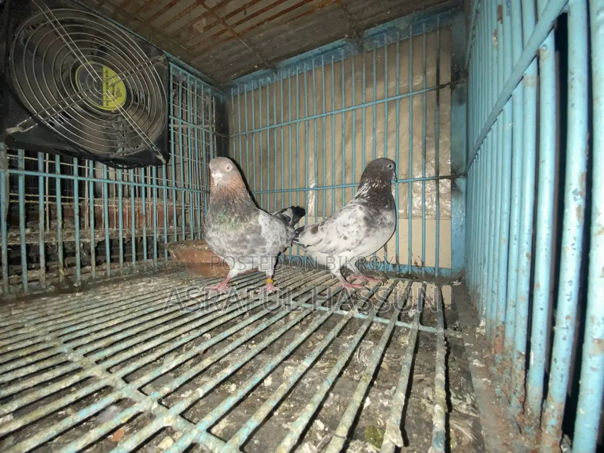 Giribaz Pigeon