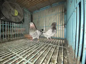 Giribaz Pigeon