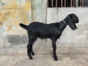 Mashallah, 2 Beetle Crutch baby girls, 3+ months old, great appetite
