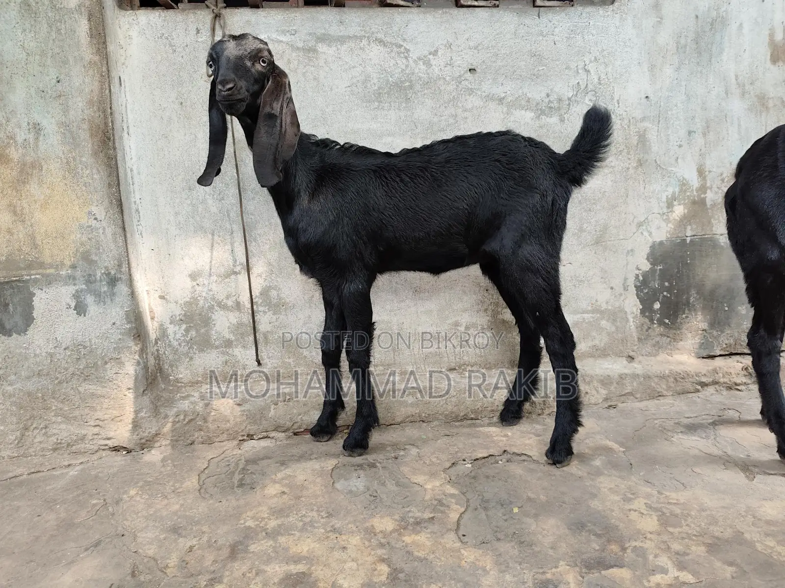 Mashallah, 2 Beetle Crutch baby girls, 3+ months old, great appetite