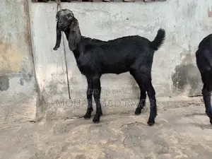Mashallah, 2 Beetle Crutch baby girls, 3+ months old, great appetite
