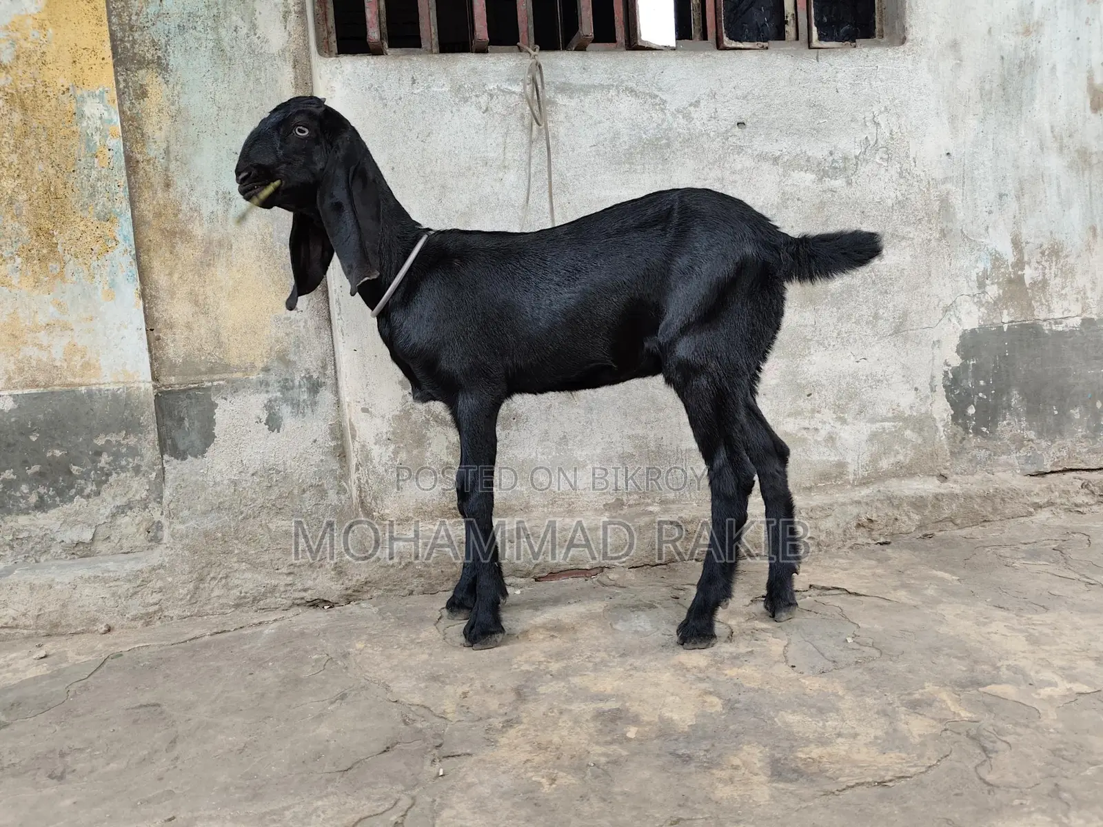 Mashallah, 2 Beetle Crutch baby girls, 3+ months old, great appetite