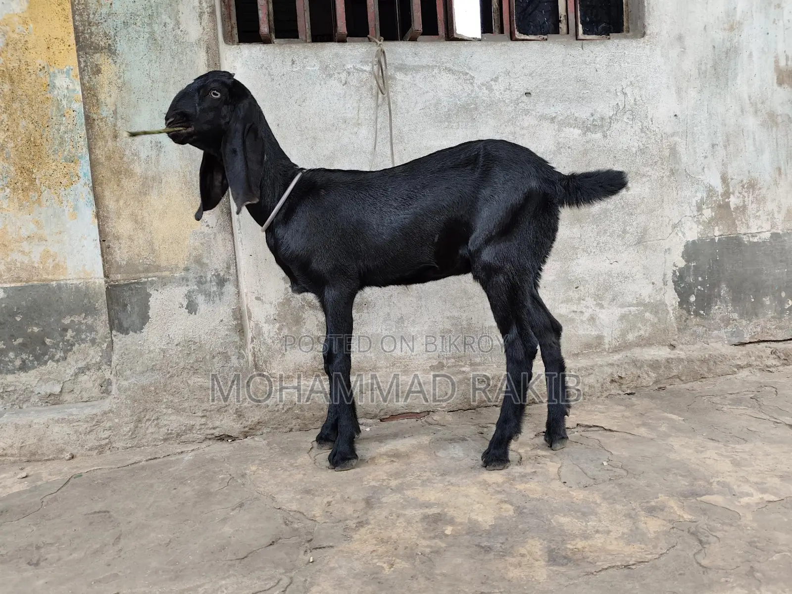 Mashallah, 2 Beetle Crutch baby girls, 3+ months old, great appetite
