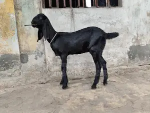 Mashallah, 2 Beetle Crutch baby girls, 3+ months old, great appetite