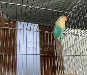 Pearl Blue Lovebird
