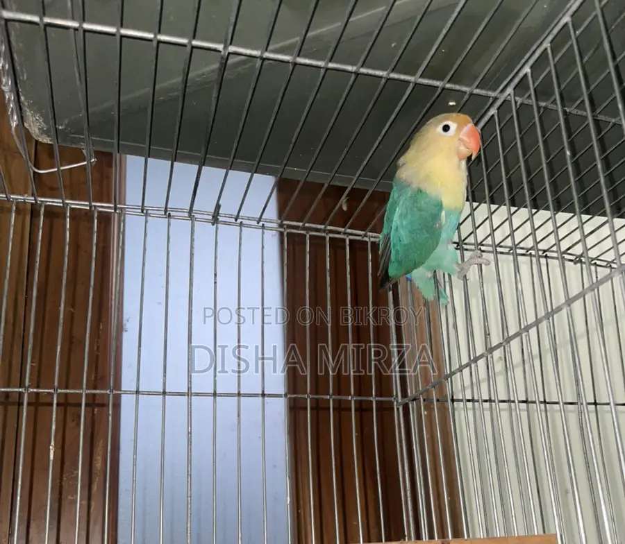 Pearl Blue Lovebird