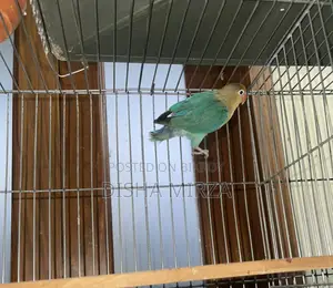 Pearl Blue Lovebird