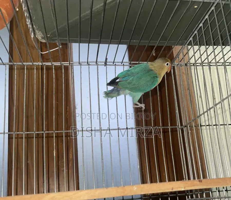 Pearl Blue Lovebird