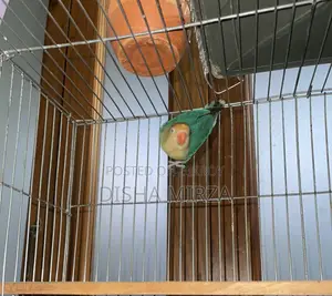Pearl Blue Lovebird