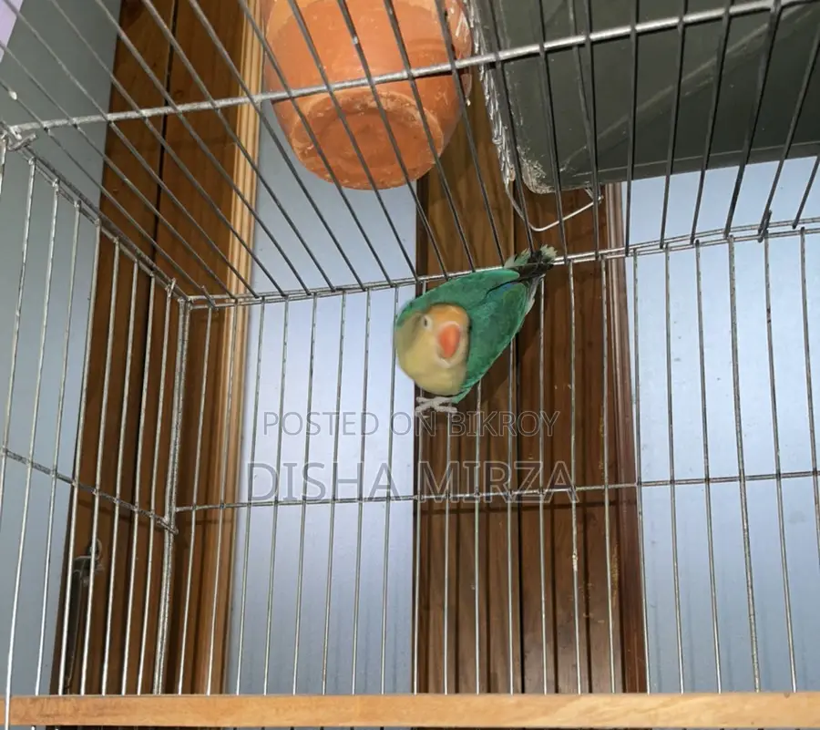 Pearl Blue Lovebird