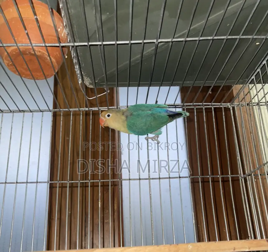 Pearl Blue Lovebird