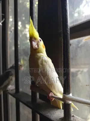 ককাটেল টেম