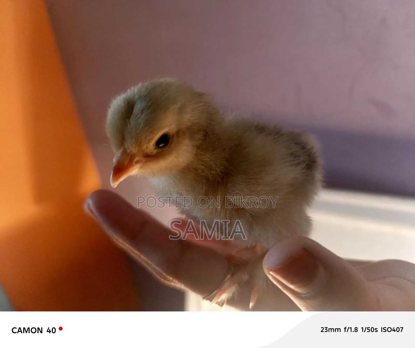 Get Original Brahma Chicken Chicks From Us.