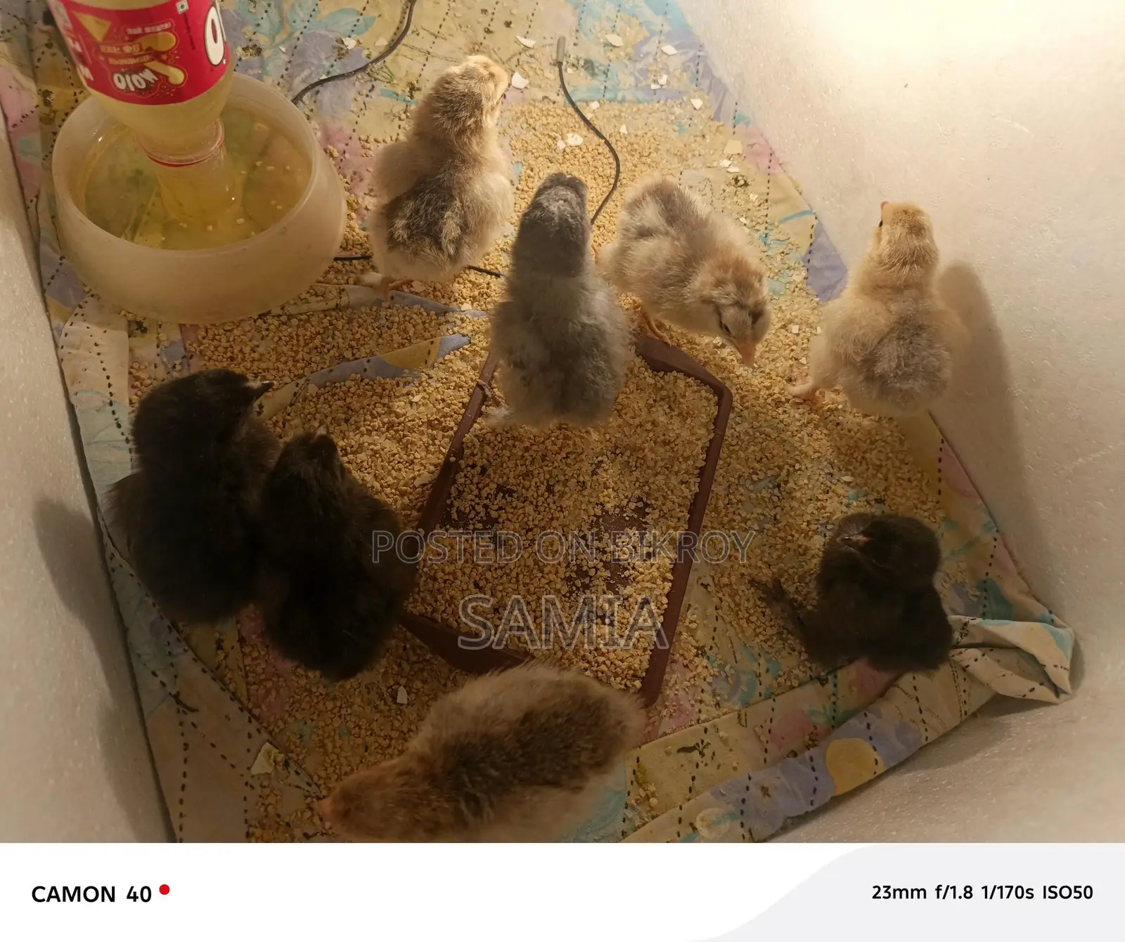 Get Original Brahma Chicken Chicks From Us.
