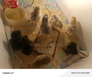 Get Original Brahma Chicken Chicks From Us.