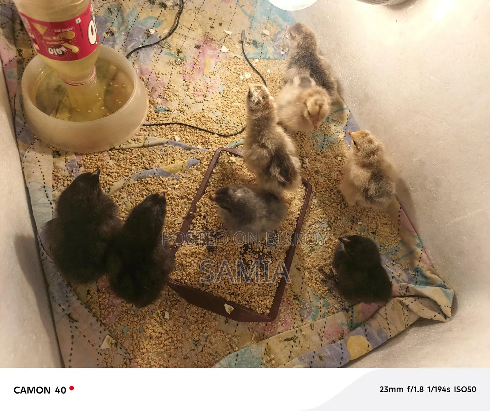 Get Original Brahma Chicken Chicks From Us.