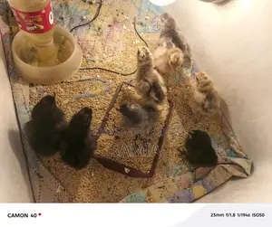 Get Original Brahma Chicken Chicks From Us.