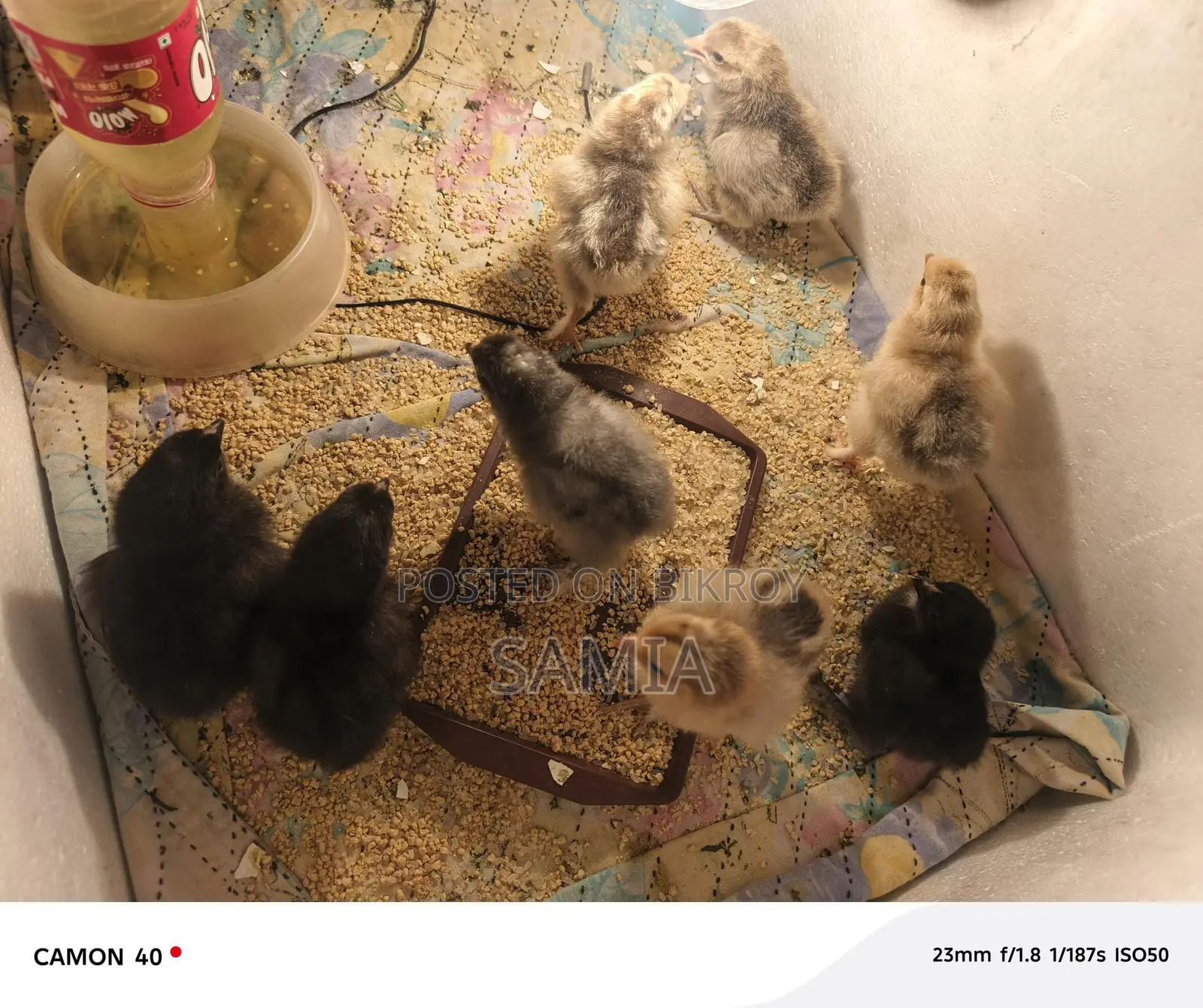 Get Original Brahma Chicken Chicks From Us.