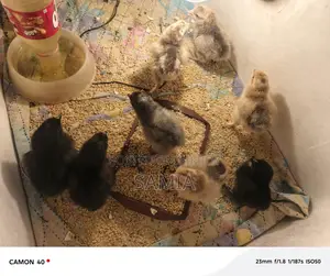 Get Original Brahma Chicken Chicks From Us.