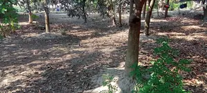 Urgent 🏡 Land for sale (Rajshahi City) directly from the owner