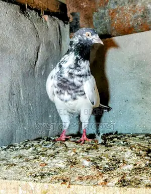 Teddy Pigeon