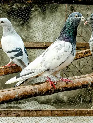 Teddy Pigeon