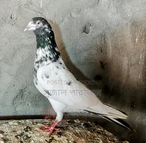 Teddy Pigeon