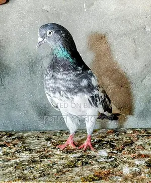 Teddy Pigeon