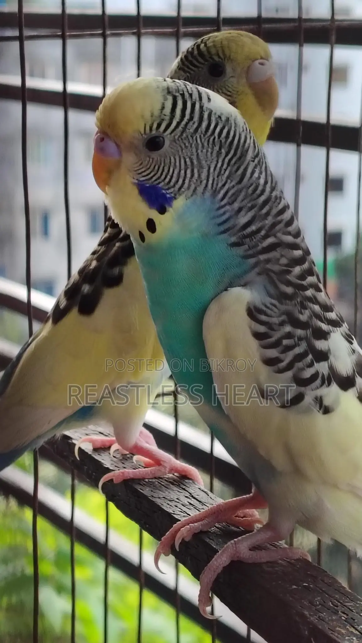 এডাল্ট পাইড পেয়ার