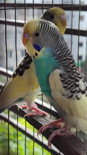 এডাল্ট পাইড পেয়ার