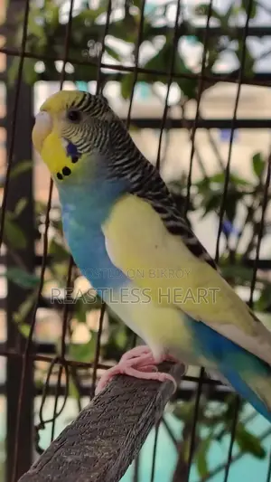 এডাল্ট পাইড পেয়ার