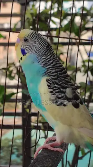 এডাল্ট পাইড পেয়ার