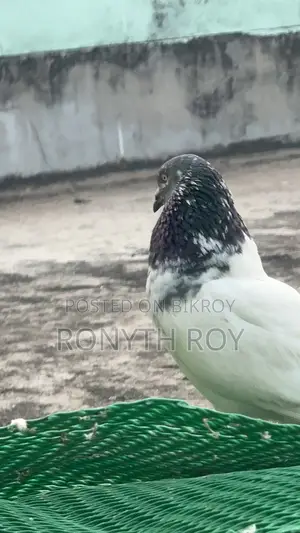 গিরিবাজ নর।