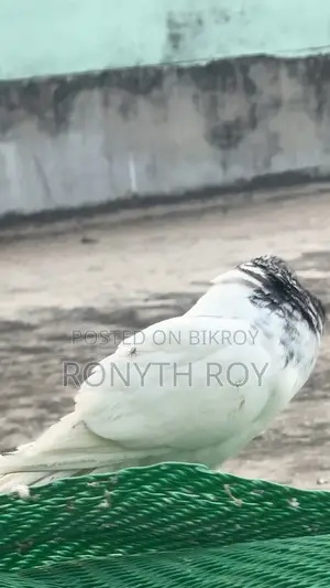 গিরিবাজ নর।