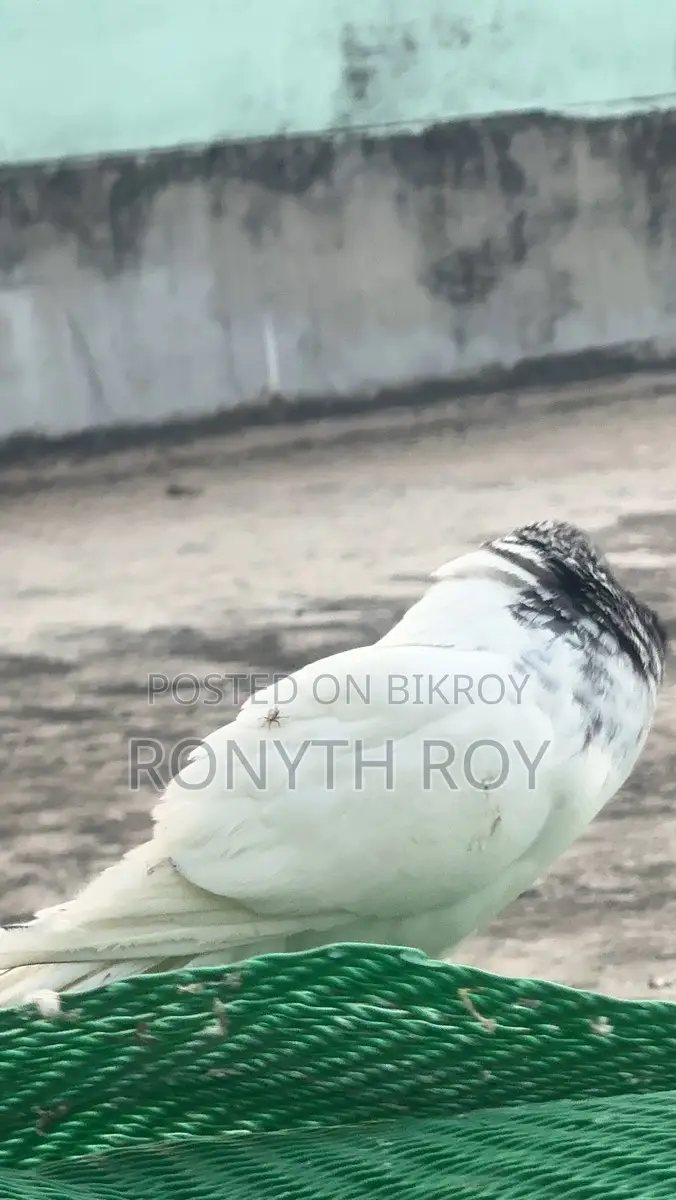 গিরিবাজ নর।