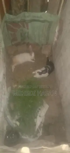 এক জোড়া খুব সুন্দর
