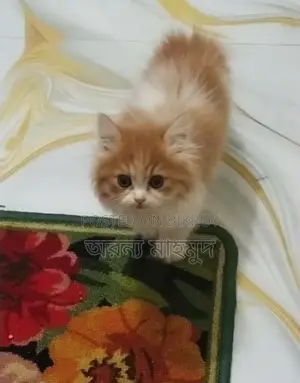 পারশিয়ান বিরাল ..