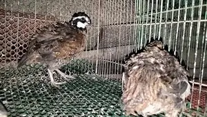 Running Northern Bobwhite Quail