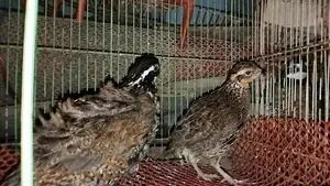 Running Northern Bobwhite Quail