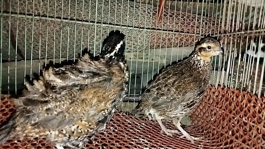 Running Northern Bobwhite Quail