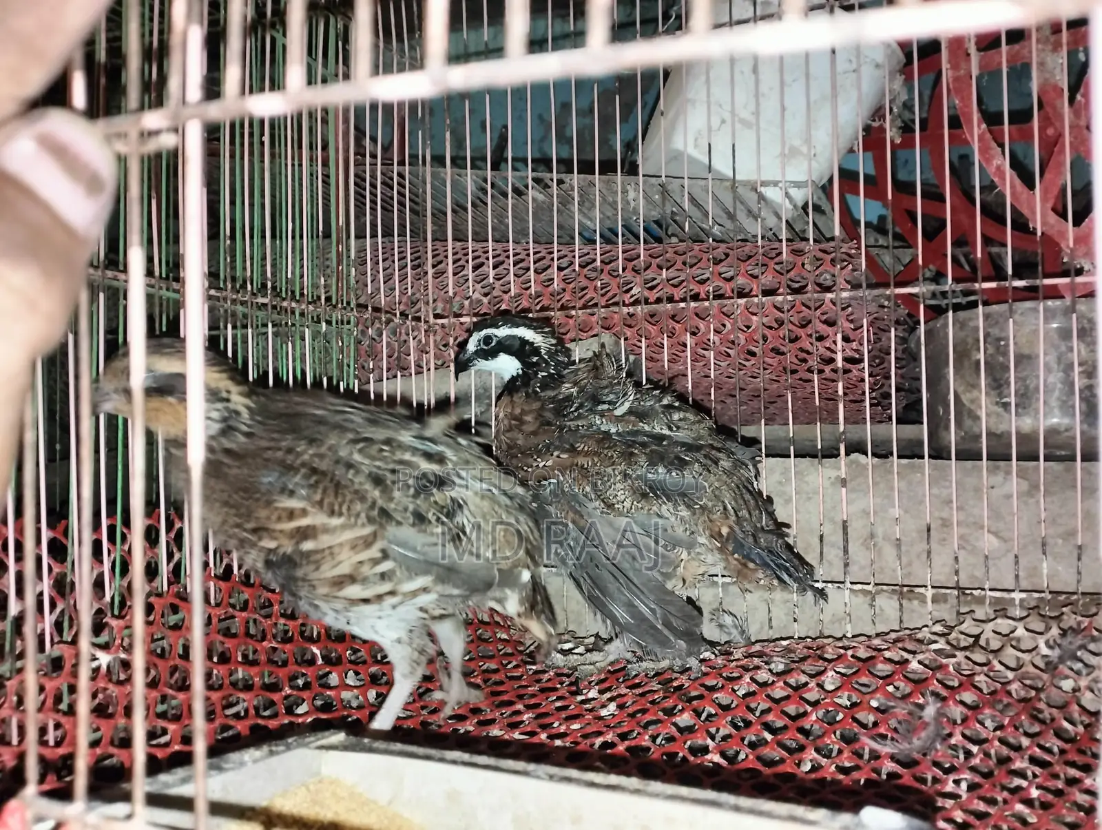 Running Northern Bobwhite Quail