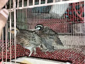 Running Northern Bobwhite Quail