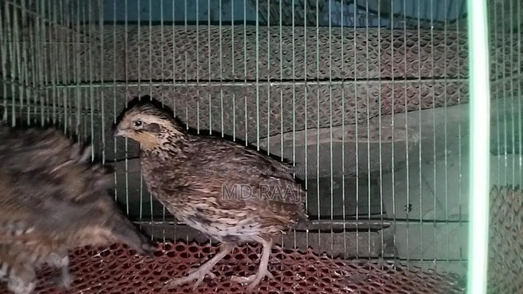 Running Northern Bobwhite Quail