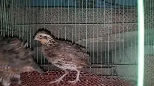 Running Northern Bobwhite Quail