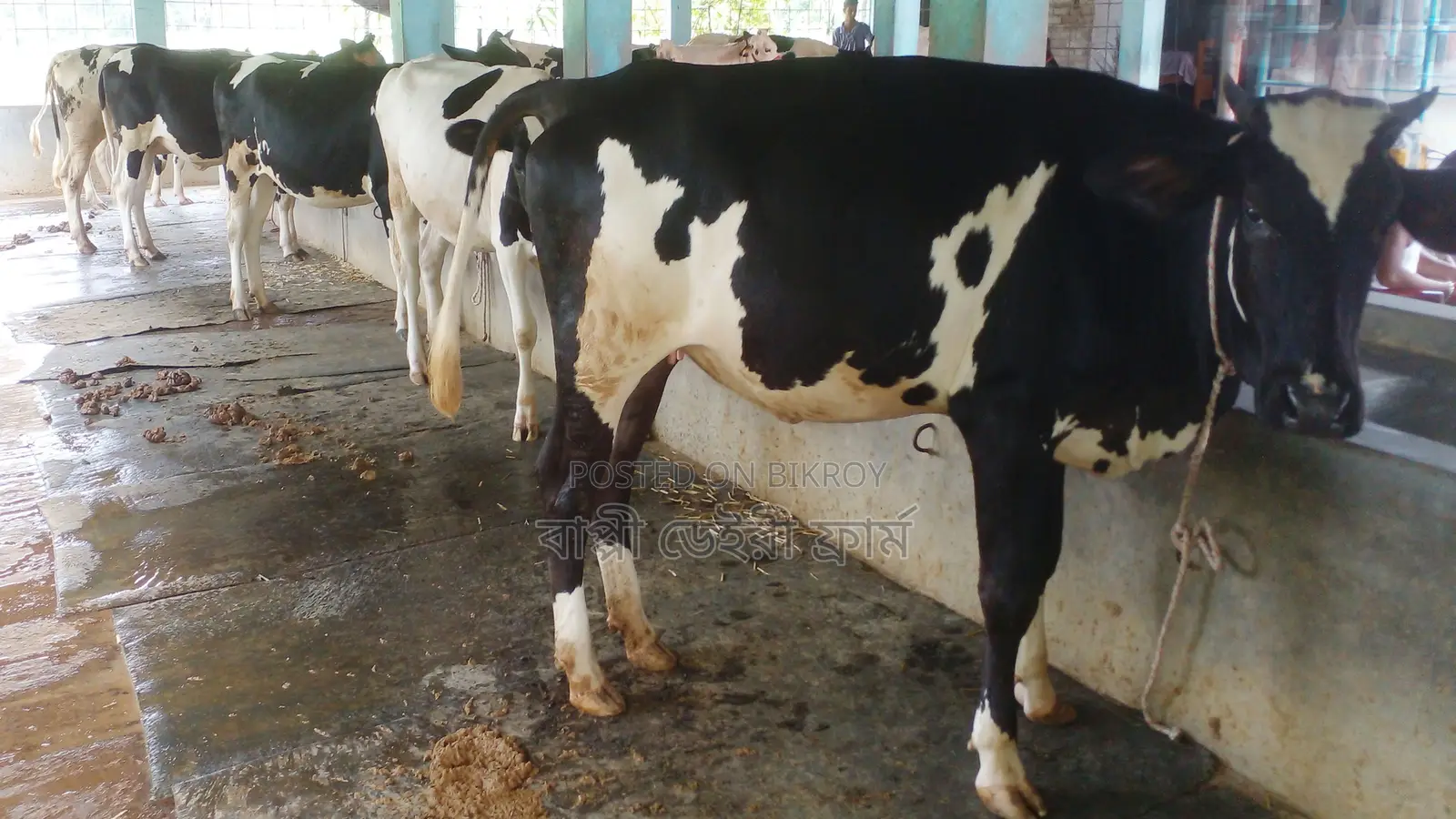 1114 No. 5 High-Quality Heifers.