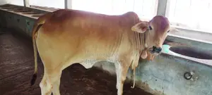 Buy Heifer No. 1169 for Rearing with Confidence