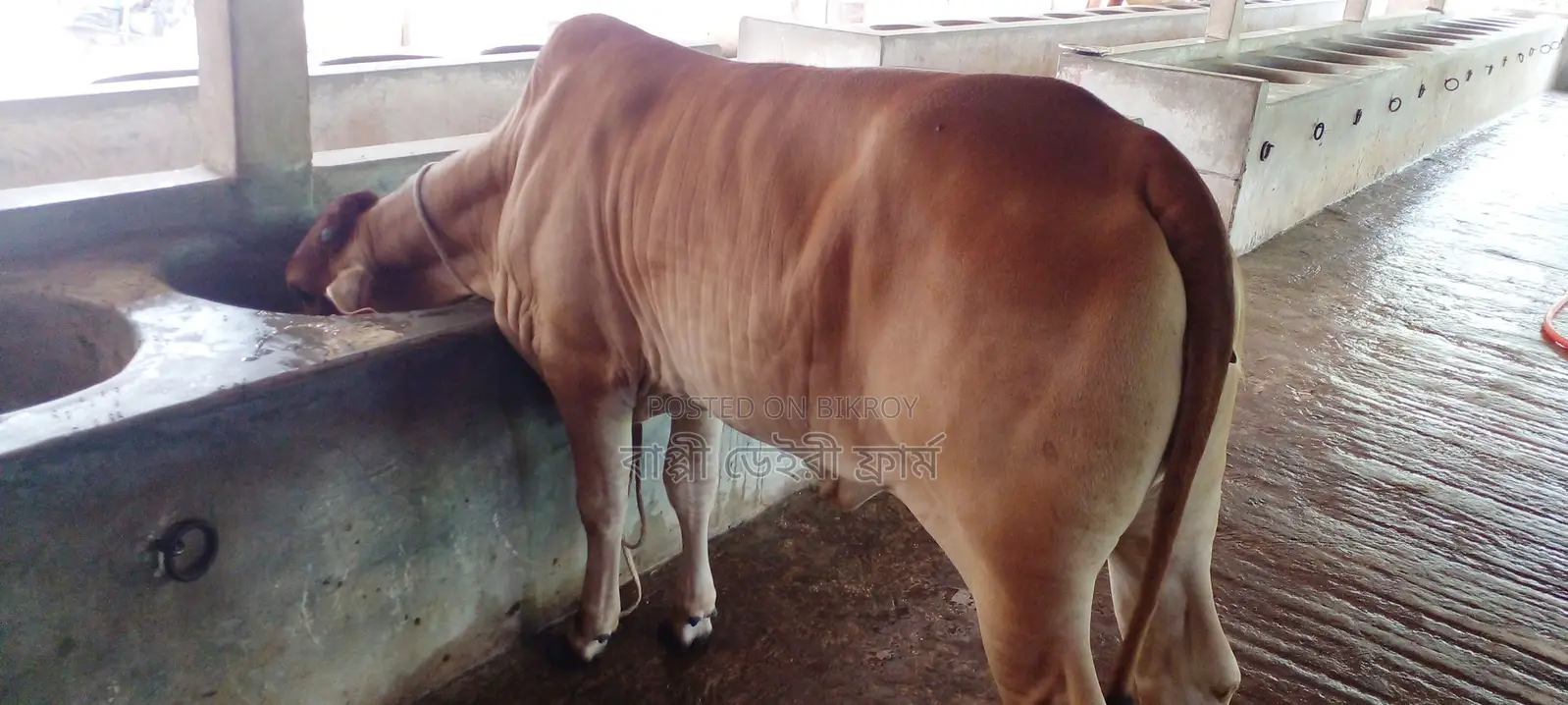 Buy Heifer No. 1169 for Rearing with Confidence